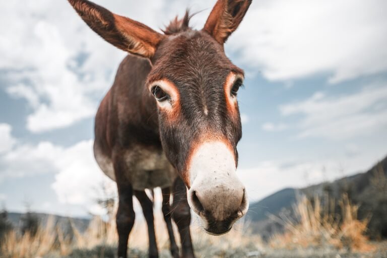After Lahore, Islamabad caught eating Donkey meat.