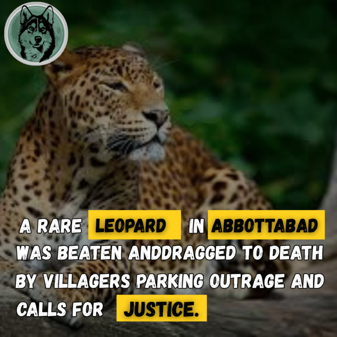 Rare Leopard Beaten to Death by Villagers in Abbottabad