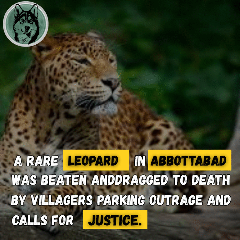 Rare Leopard Beaten to Death by Villagers in Abbottabad