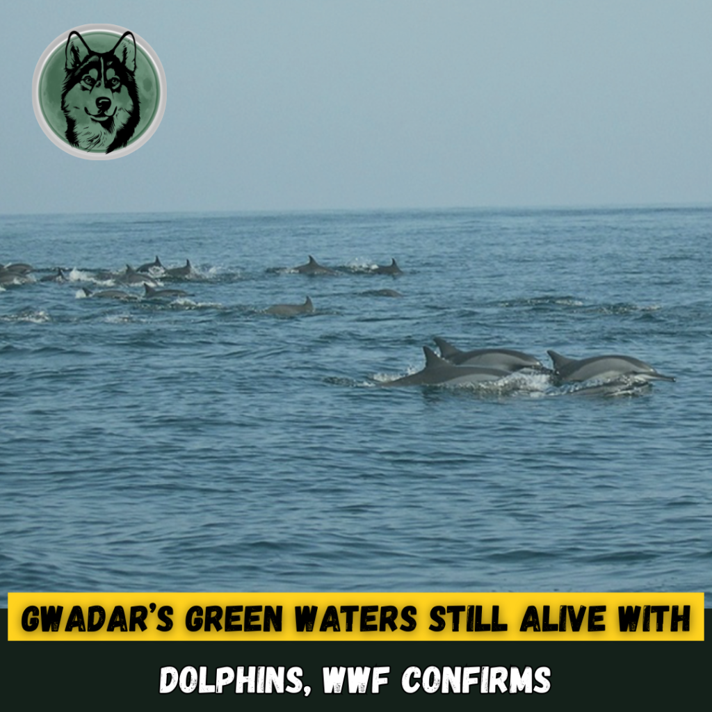 Gwadar’s Green Waters Still Alive with Dolphins, WWF Confirms