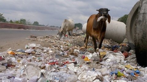 hover919072031 Wolf Times